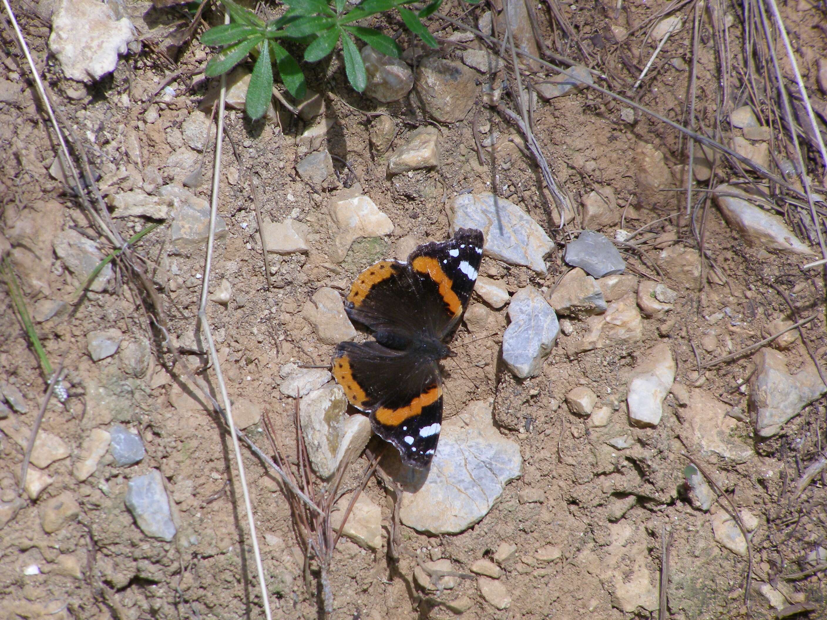 Image of Red Admiral