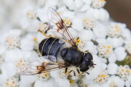 Image of Eristalis rupium Fabricius 1805