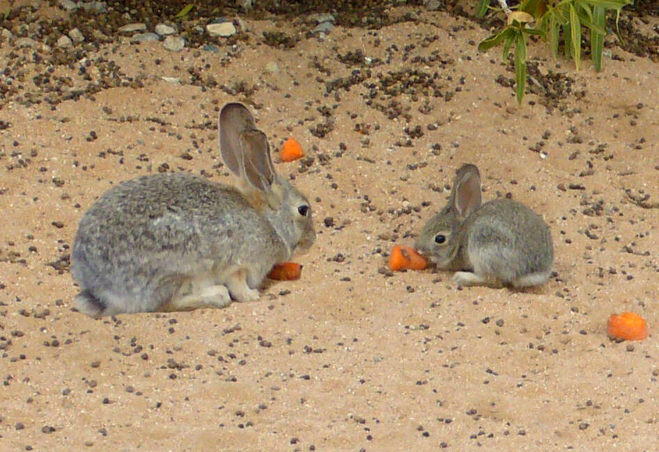 Image of Audubon's Cottontail