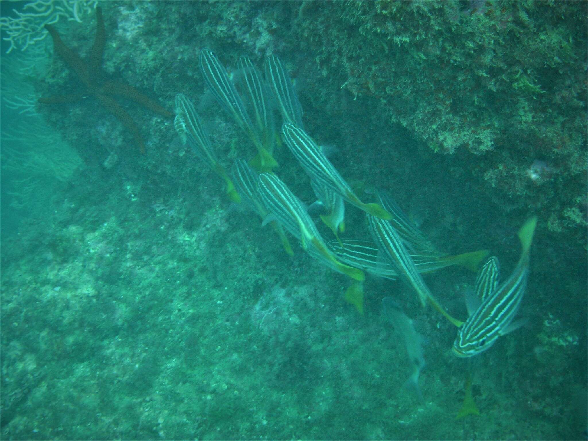 Image of African Striped Grunt