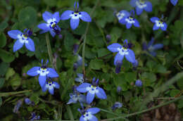 Image of Lobelia erlangeriana Engl.