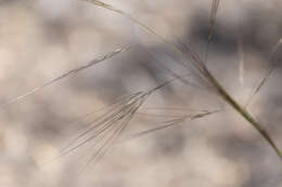 Imagem de Austrostipa acrociliata (Reader) S. W. L. Jacobs & J. Everett