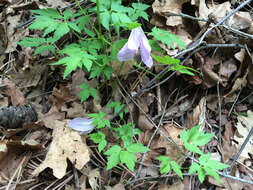 Sivun Clematis columbiana (Nutt.) Torr. & Gray kuva