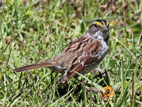 Image of White-throated Sparrow