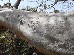 Image of African Baobab