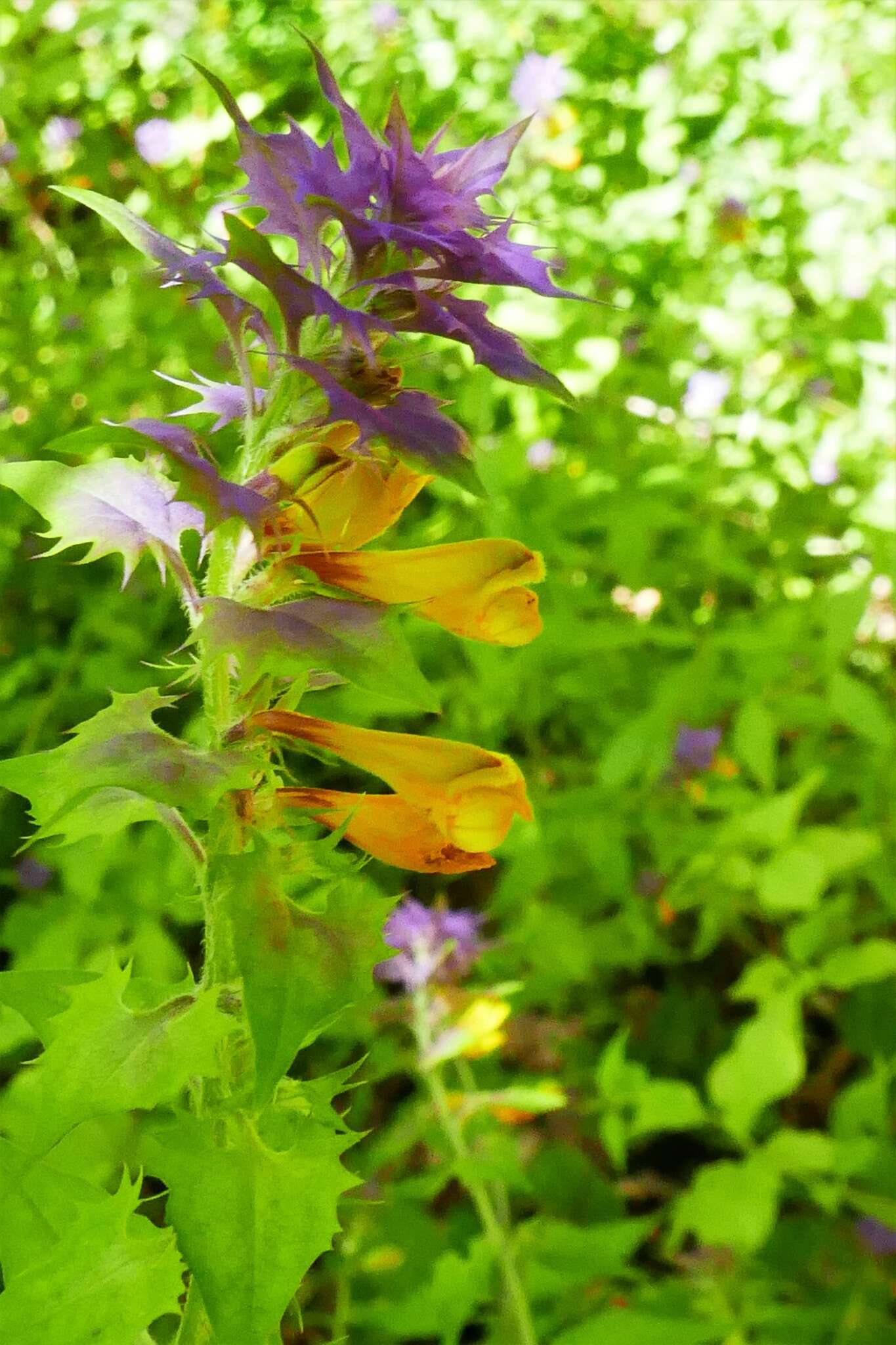 Слика од Melampyrum nemorosum subsp. catalaunicum (Freyn) Beauv.