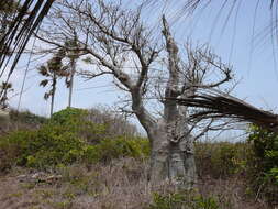 Image of African Baobab