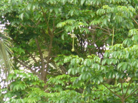 Image of African Baobab