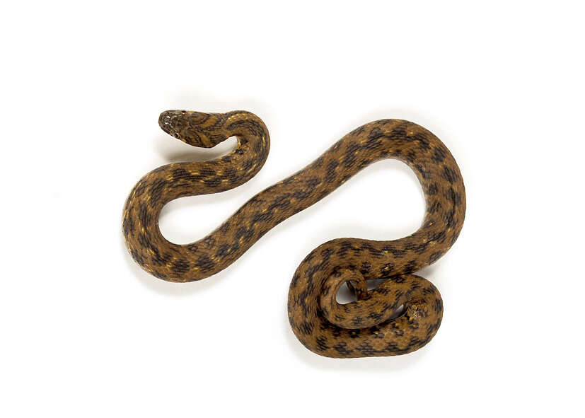 Image of Viperine Snake