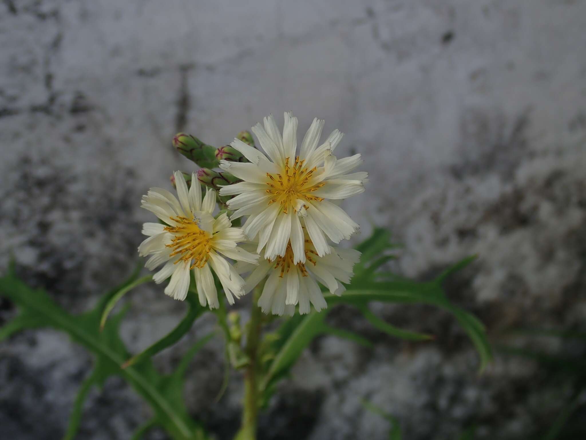 Image of Indian lettuce