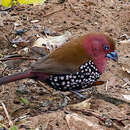 Image of Pink-throated Twinspot