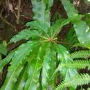 Image of Begonia carolineifolia Regel