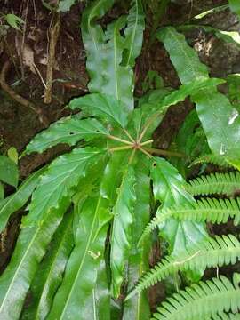 Image of Begonia carolineifolia Regel