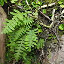 Image of Polypodiodes formosana (Baker) Ching