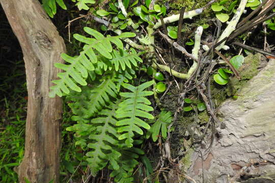 Image of Polypodiodes formosana (Baker) Ching