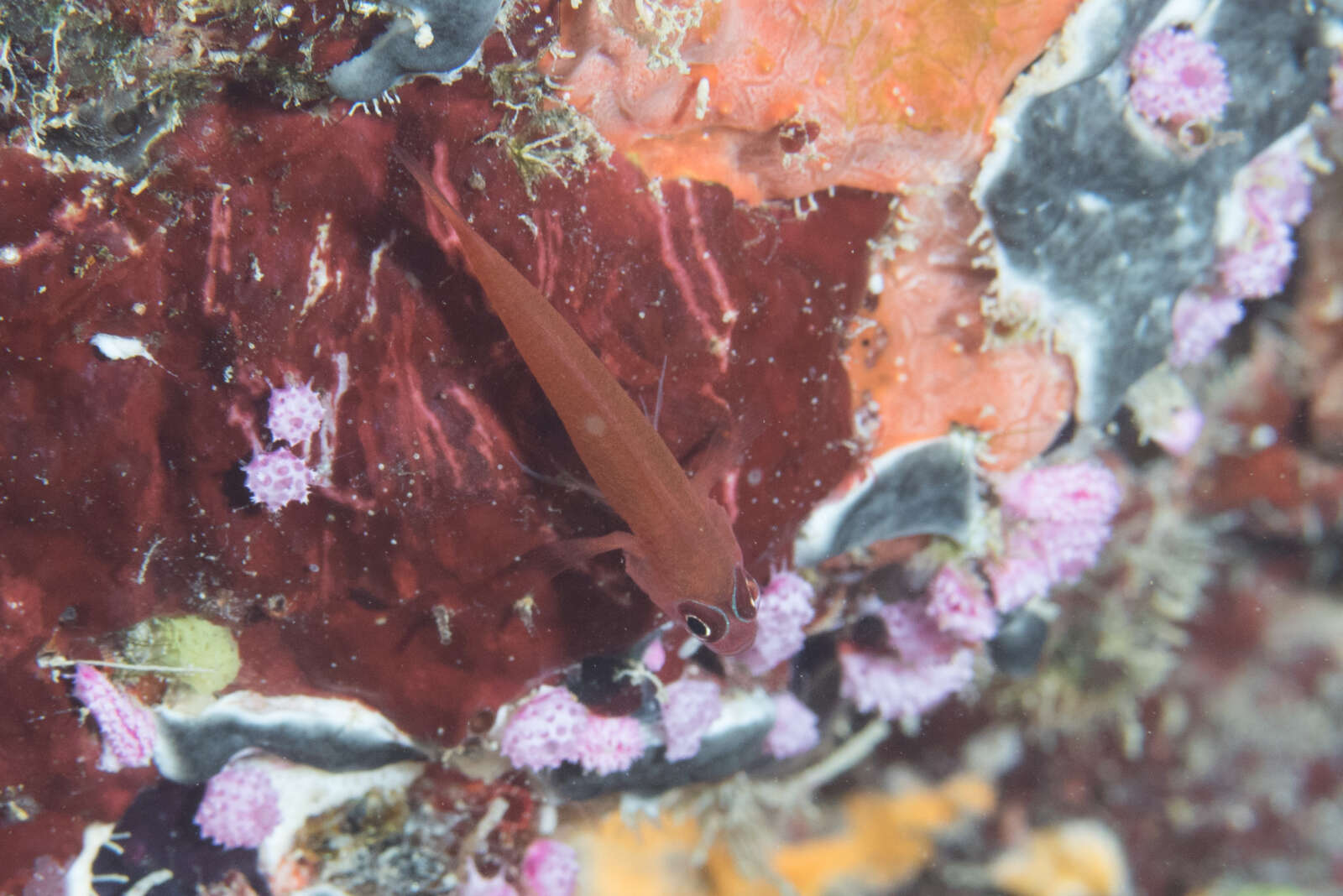 Image of Benjamin's goby