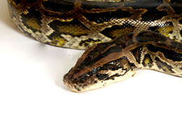 Image of Burmese python