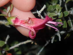 Image of Eremophila maculata (Ker-Gawler) F. Muell.