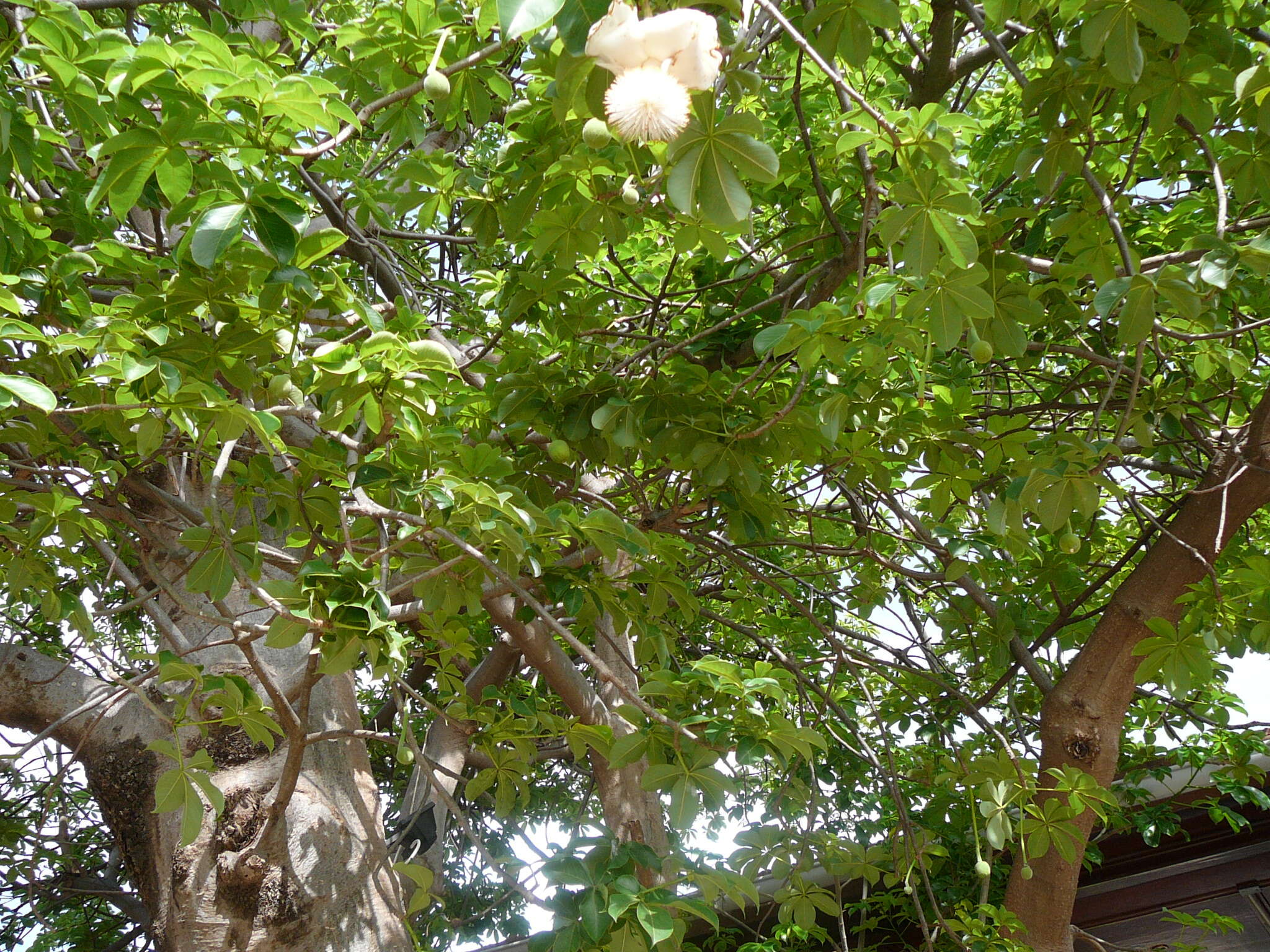 Image of African Baobab