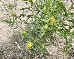 Imagem de Oonopsis foliosa (Torr. & A. Gray) Greene