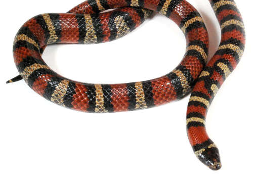 Image of Ruthvens Kingsnake