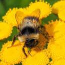 Image of Bombus sichelii Radoszkowski 1860