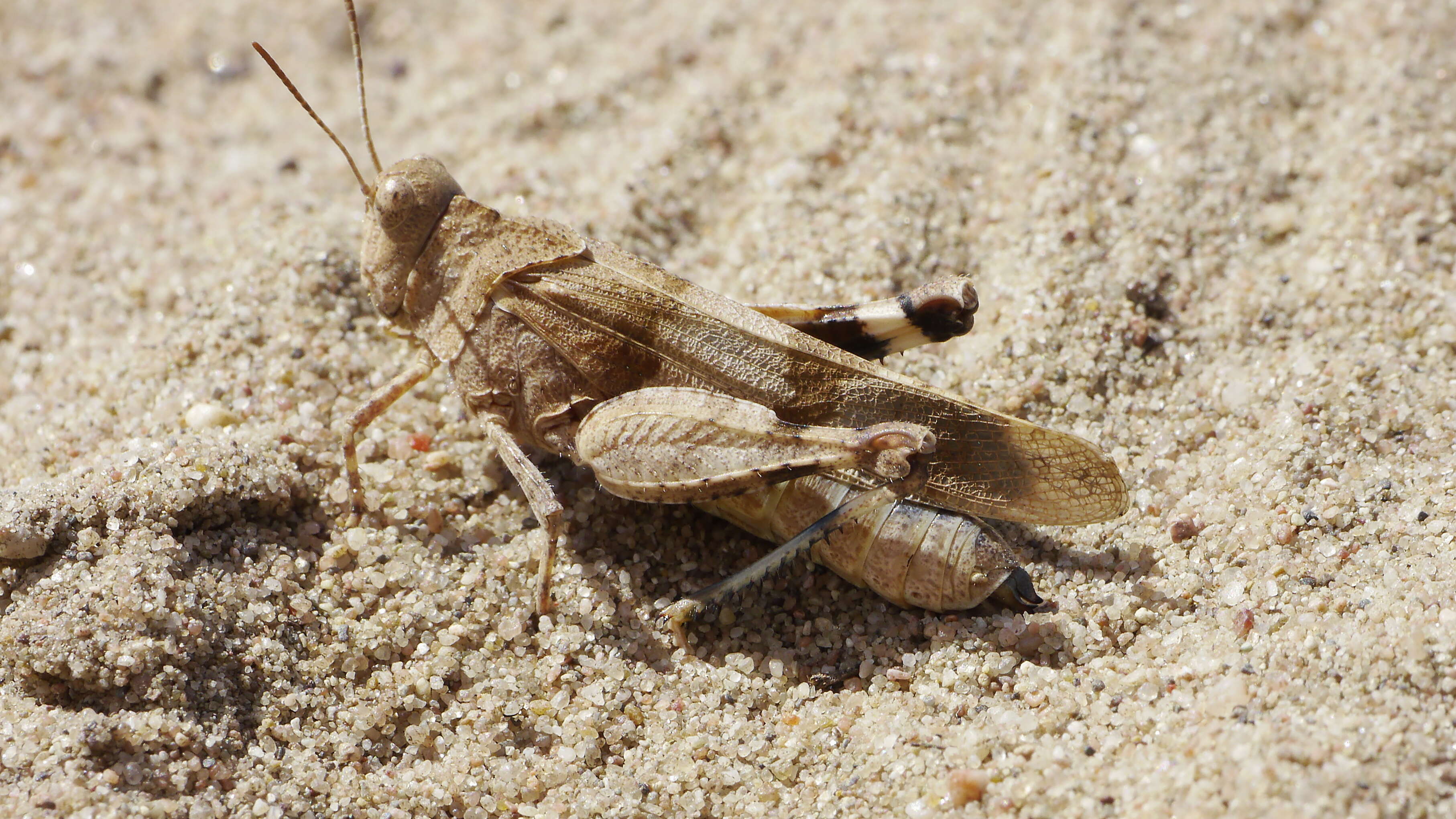 Image of blue-winged grasshopper