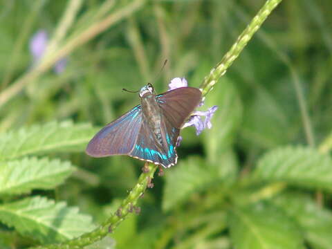 Image of <i>Phocides pigmalion okeechobee</i>