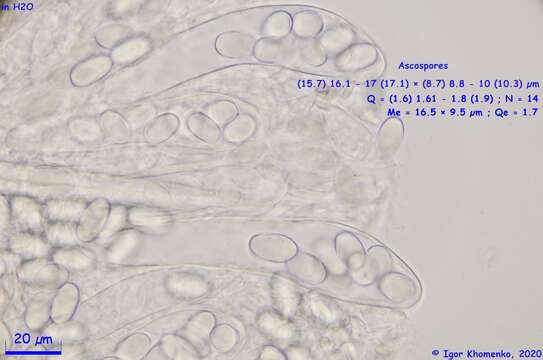 Imagem de Lasiobolus intermedius J. L. Bezerra & Kimbr. 1975