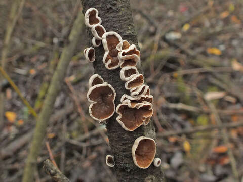 Image of Schizophyllum amplum (Lév.) Nakasone 1996