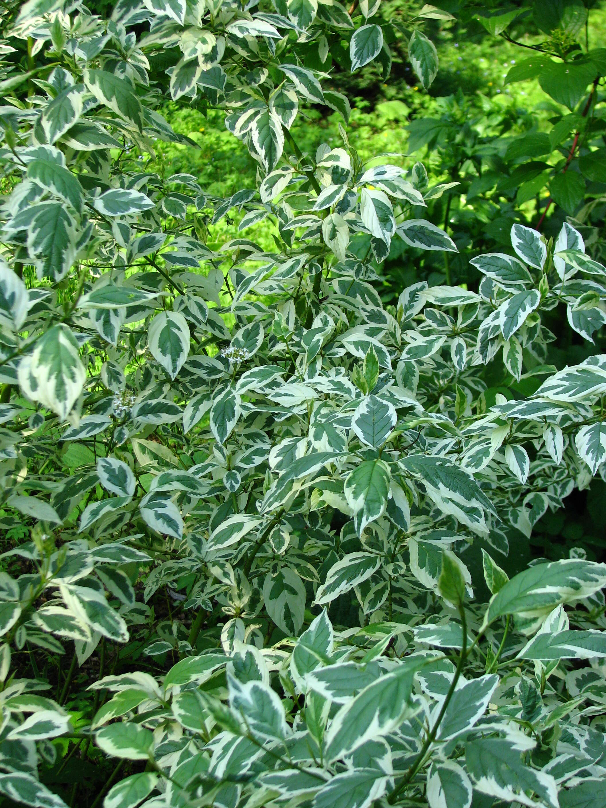 Image of Red-Barked Dogwood