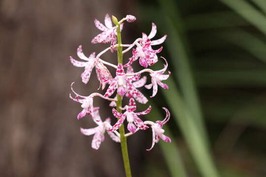 Image of Blotched hyacinth-orchid