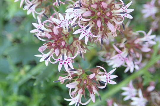 Image of Lobelia jasionoides (A. DC.) E. Wimm.