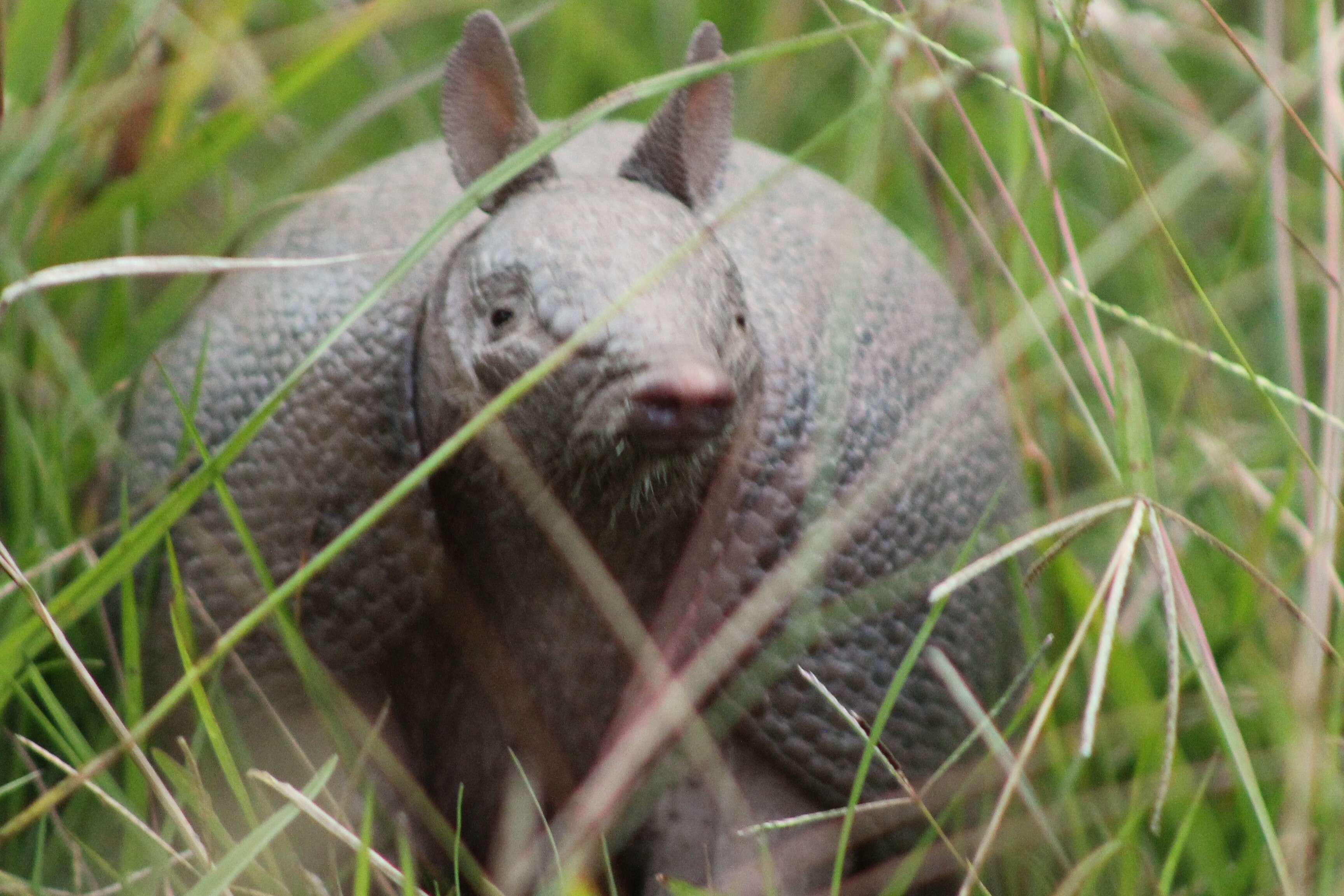 Image of Southern Long-Nosed Armadillo