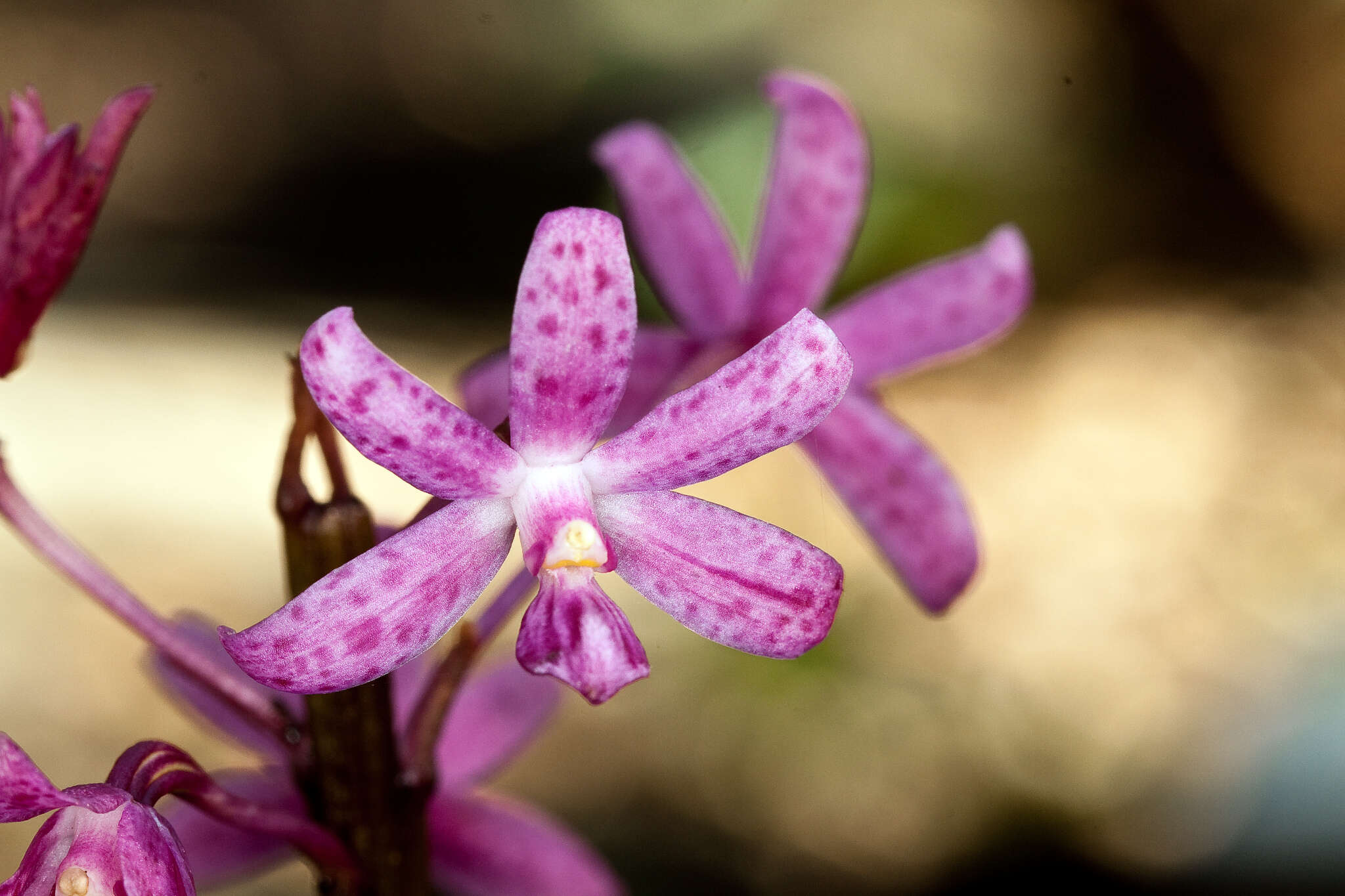 Image of pink hyacinth-orchid