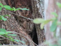 Image of Guatemalan Screech-owl