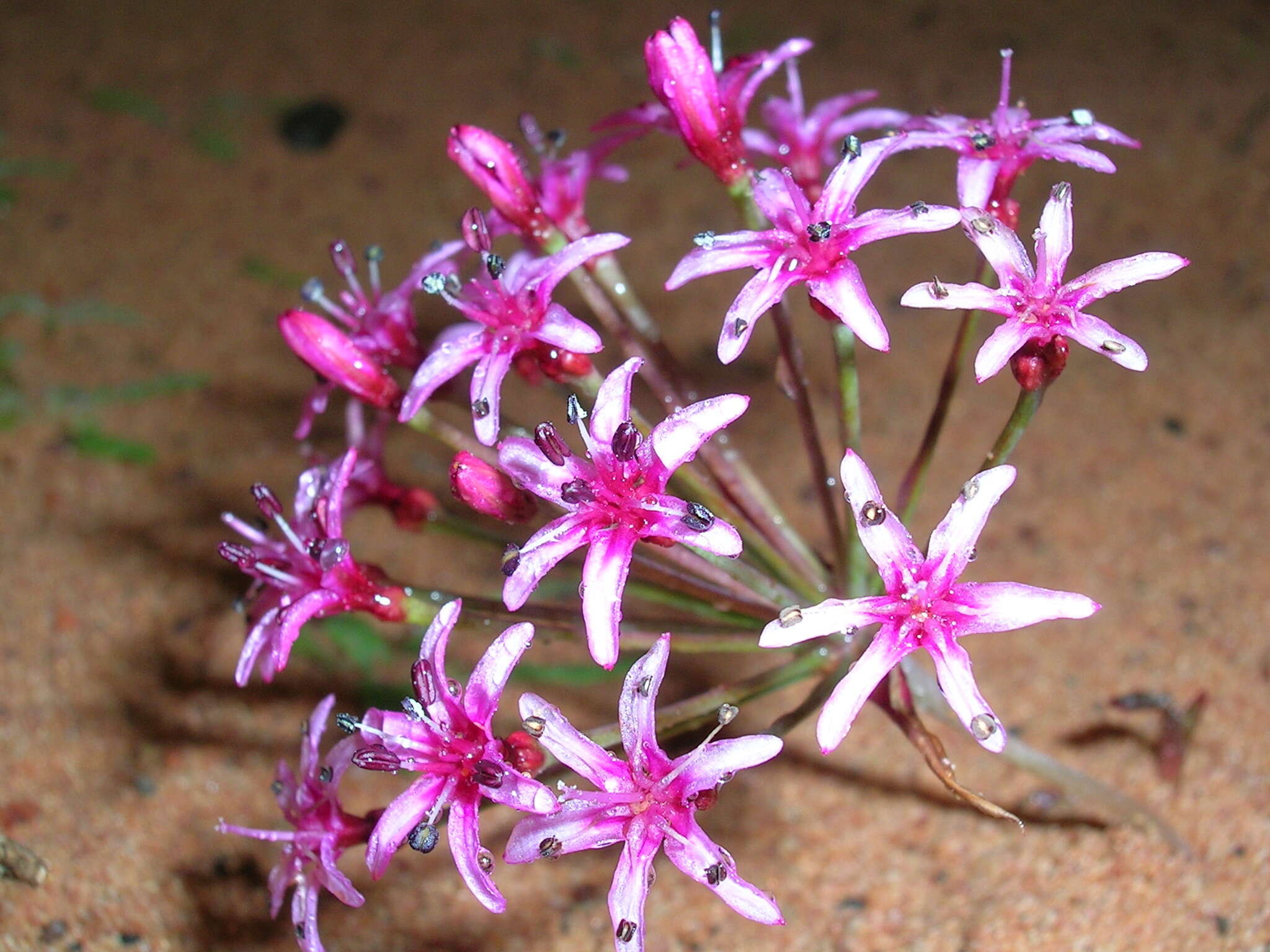 Image of Hessea stellaris (Jacq.) Herb.