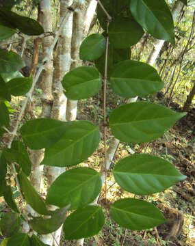 Image of Canthium angustifolium Roxb.