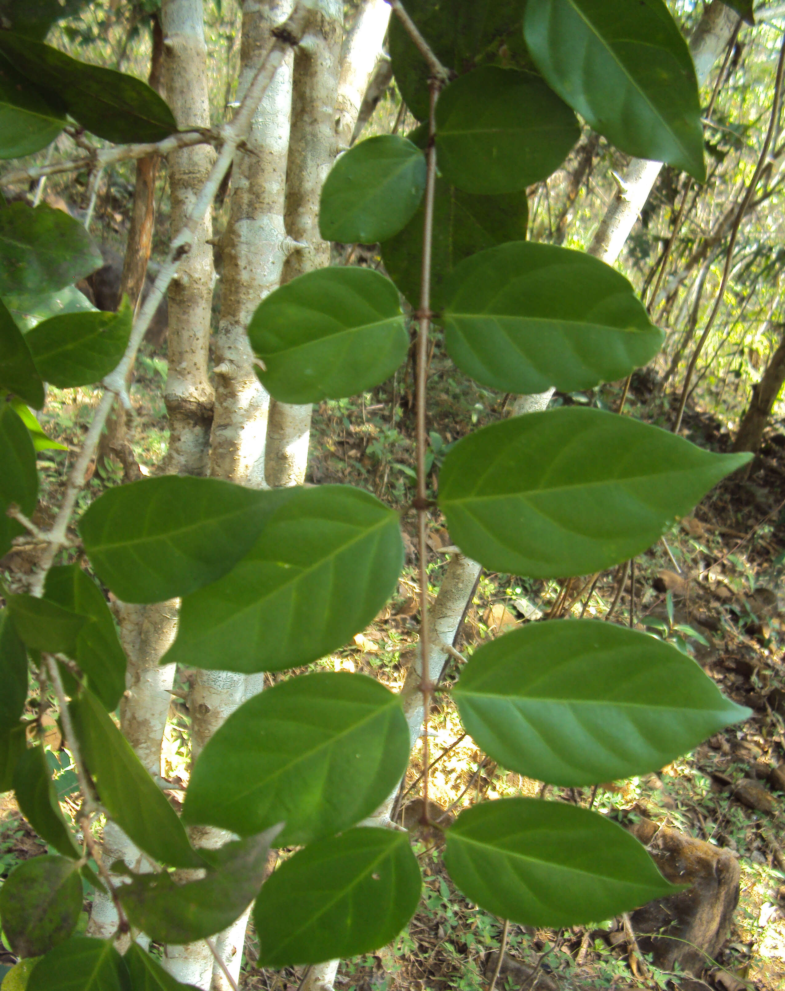 Image of Canthium angustifolium Roxb.