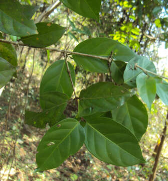 Image of Canthium angustifolium Roxb.