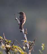 صورة <i>Saxicola torquatus sibilla</i>