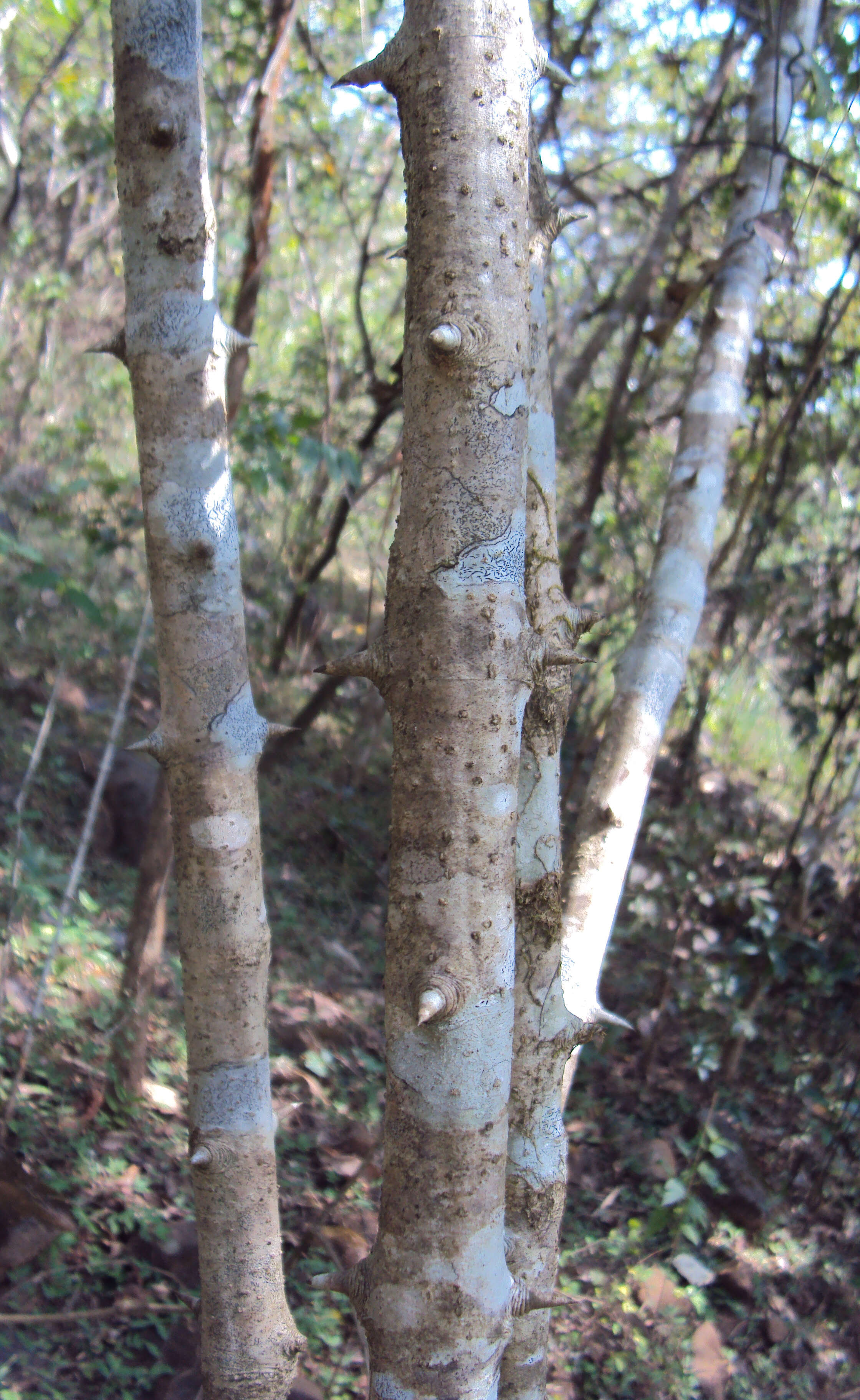 Image of Canthium angustifolium Roxb.