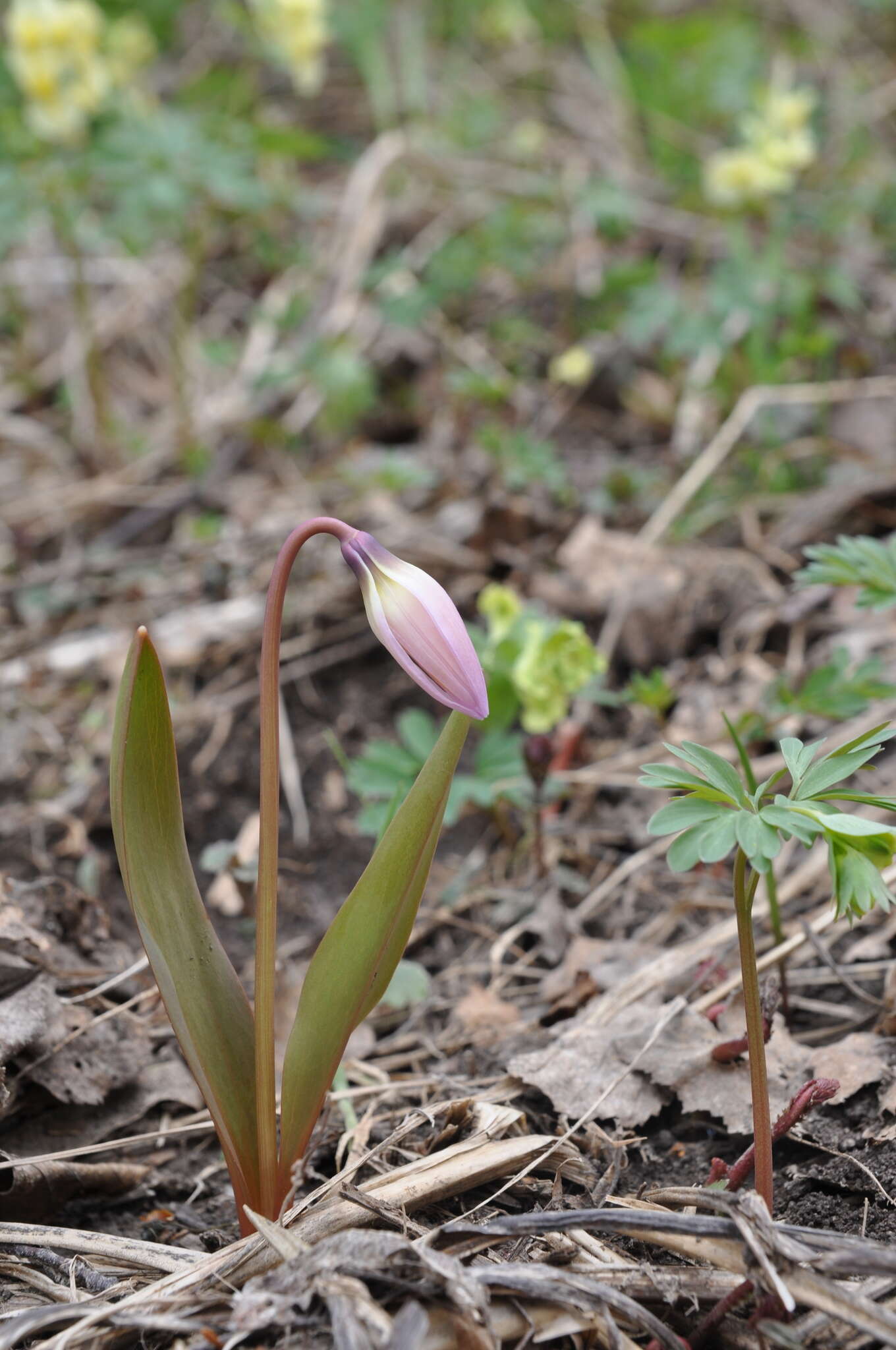 Imagem de Erythronium sibiricum (Fisch. & C. A. Mey.) Krylov