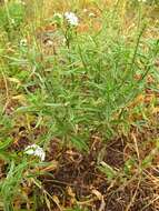 Image of Common veld heliotrope