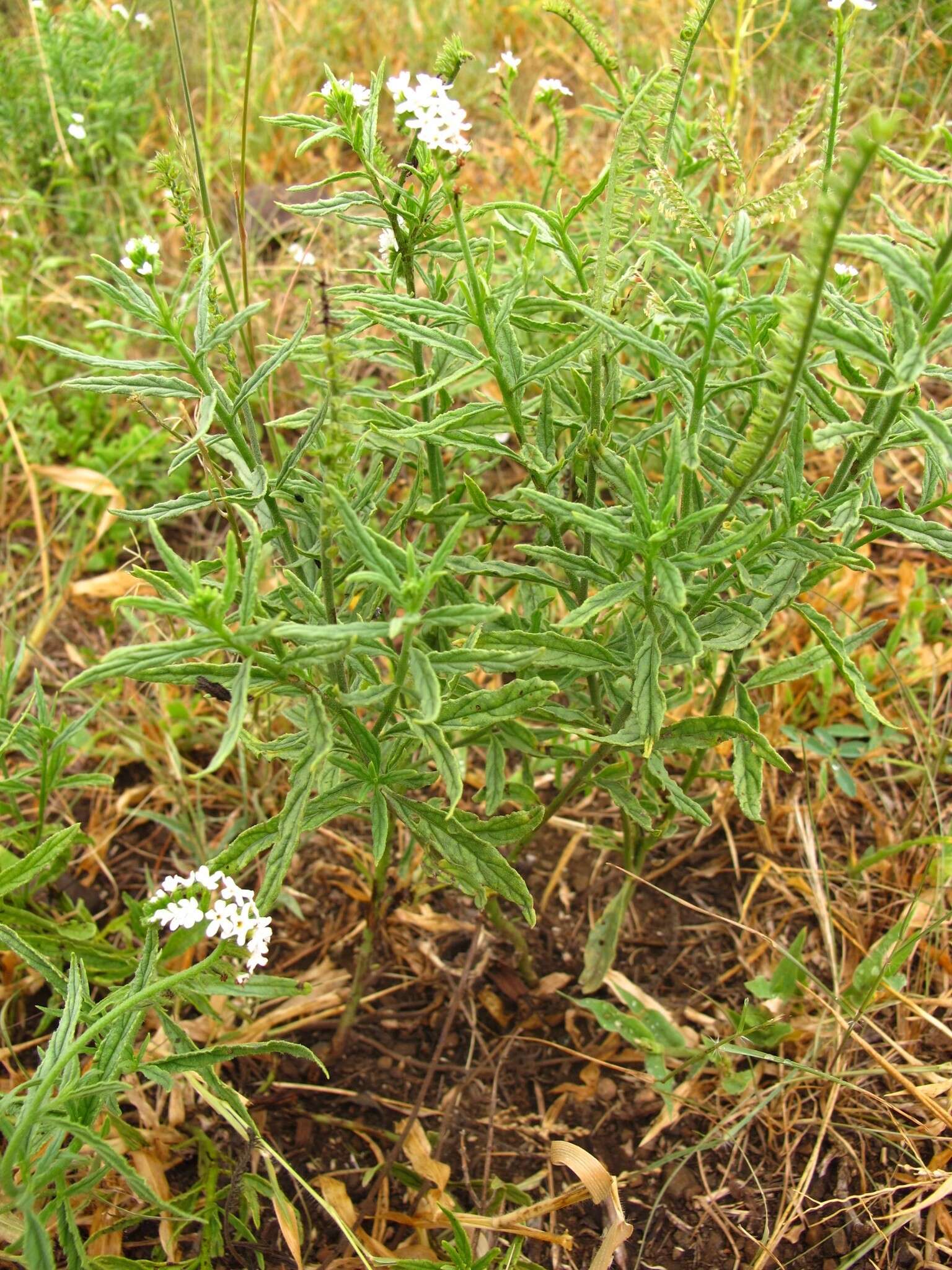 Image of Common veld heliotrope