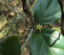 Image of Canthium angustifolium Roxb.