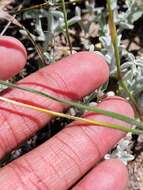 Image of Moraea villosa subsp. elandsmontana Goldblatt