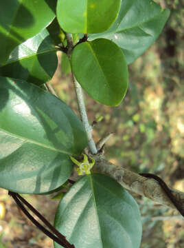 Image of Canthium angustifolium Roxb.