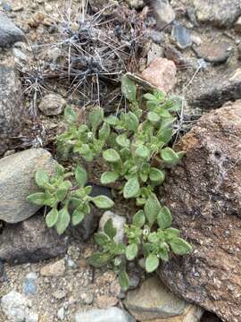 Image of eggleaf fiddleleaf