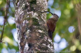 Image of Black-billed Scythebill